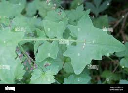 Attēlu rezultāti vaicājumam “Mycelis muralis”