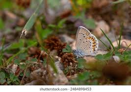 Attēlu rezultāti vaicājumam “Plebejus idas underside”