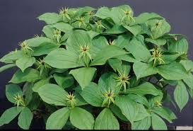 Attēlu rezultāti vaicājumam “Paris quadrifolia bud”