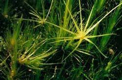 Attēlu rezultāti vaicājumam “Campylopus pyriformis sporophyte”