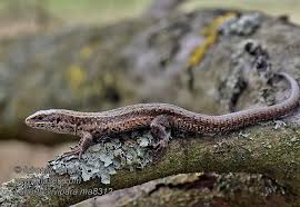 Attēlu rezultāti vaicājumam “Lacerta vivipara”