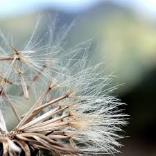 Attēlu rezultāti vaicājumam “Leontodon hispidus fruit”