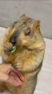 「コジロー・マードック」の画像検索結果