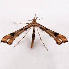 Attēlu rezultāti vaicājumam “Platyptilia sp.”