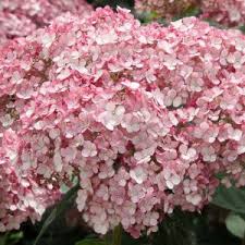 Attēlu rezultāti vaicājumam “Hydrangea arborescens subsp. discolor flower”