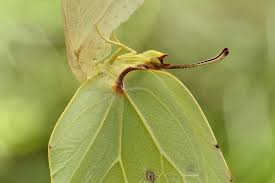 Attēlu rezultāti vaicājumam “Gonepteryx rhamni upperside”