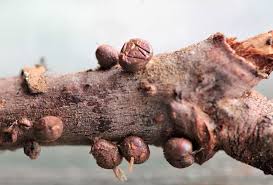 Attēlu rezultāti vaicājumam “Dianema depressum”