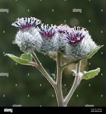 Attēlu rezultāti vaicājumam “Arctium tomentosum fruit”
