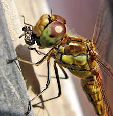 Attēlu rezultāti vaicājumam “Tettigoniodea exuvia”