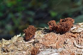 Attēlu rezultāti vaicājumam “Stemonitis sp.”