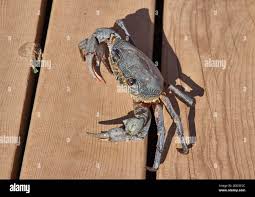 Image result for Eriphia verrucosa