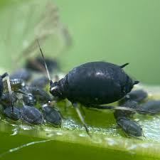 Attēlu rezultāti vaicājumam “Aphis fabae”