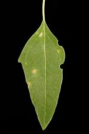 Attēlu rezultāti vaicājumam “Atriplex calotheca leaf”