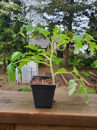 Afbeeldingsresultaat voor caspian pink tomato