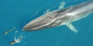 Image result for Balaenoptera physalus