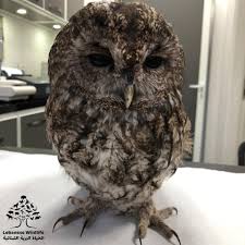 Attēlu rezultāti vaicājumam “Strix aluco female”