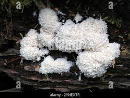 Attēlu rezultāti vaicājumam “Fuligo candida f. persicum spores”