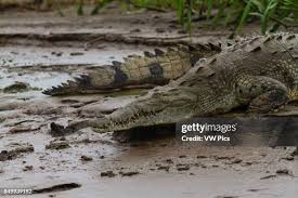Image result for Crocodylus acutus