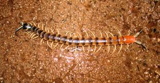 Attēlu rezultāti vaicājumam “Chilopoda”