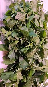 Attēlu rezultāti vaicājumam “Peucedanum palustre leaf”