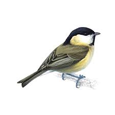 Attēlu rezultāti vaicājumam “Poecile montanus”