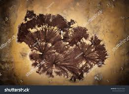 Attēlu rezultāti vaicājumam “Coniophora puteana”