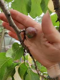 Attēlu rezultāti vaicājumam “Prunus domestica subsp. insitita fruit”