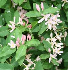 Attēlu rezultāti vaicājumam “Lonicera tatarica flower”
