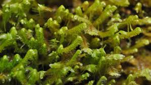 Attēlu rezultāti vaicājumam “Barbilophozia lycopodioides macro”