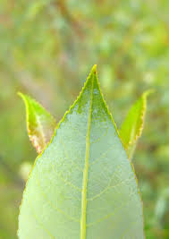 Attēlu rezultāti vaicājumam “Salix myrsinifolia leaf”