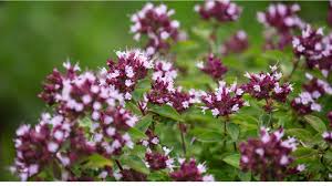 Attēlu rezultāti vaicājumam “Origanum vulgare flower”