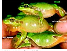 Attēlu rezultāti vaicājumam “Hyla arborea adult”