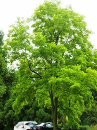 Attēlu rezultāti vaicājumam “Robinia”
