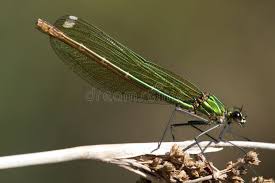 Attēlu rezultāti vaicājumam “Calopteryx virgo female”