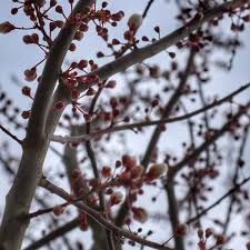 Attēlu rezultāti vaicājumam “Prunus cerasifera flower”