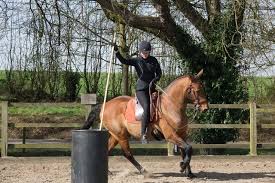 Image result for Bookham Riding School