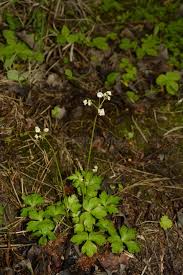 Attēlu rezultāti vaicājumam “Sanicula europaea flower”