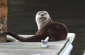 Image result for Eltham Otters