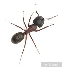 Attēlu rezultāti vaicājumam “Camponotus herculeanus”