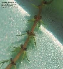 Attēlu rezultāti vaicājumam “Myriophyllum alterniflorum leaf”