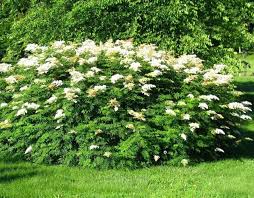 Attēlu rezultāti vaicājumam “Sorbaria sorbifolia flower”