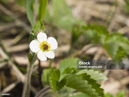 Attēlu rezultāti vaicājumam “Fragaria viridis flower”