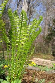 Attēlu rezultāti vaicājumam “Matteuccia struthiopteris”