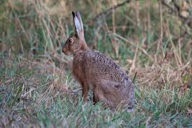 Attēlu rezultāti vaicājumam “Lepus europaeus”