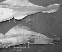 Image result for Lethenteron camtschaticum