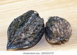 Attēlu rezultāti vaicājumam “Juglans cinerea fruit”