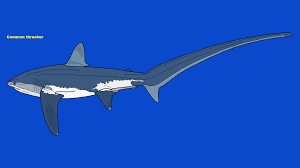 Image result for Alopias vulpinus