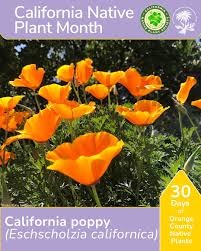 Attēlu rezultāti vaicājumam “Eschscholzia californica fruit”