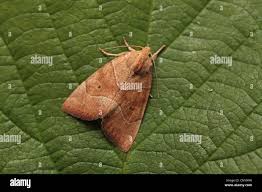 Attēlu rezultāti vaicājumam “Cosmia trapezina”