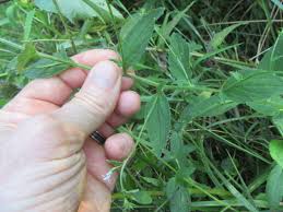 Attēlu rezultāti vaicājumam “Calystegia inflata leaf”